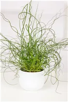 Juncus effusus 'Spiralis' - Spiralige Garten-Binse Juncus effusus 'Spiralis' - Spiralige Garten-Binse