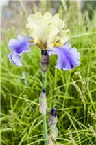 Iris x germanica - Hohe Bart-Iris