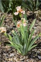 Iris x germanica - Hohe Bart-Iris