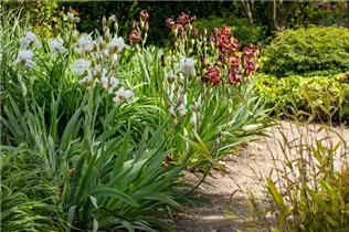 Iris x germanica - Hohe Bart-Iris