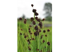 Juncus ensifolius 'Starhead' - Zwerg-Binse 'Starhead' Juncus ensifolius 'Starhead' - Zwerg-Binse 'Starhead'