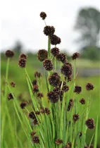 Juncus ensifolius 'Starhead' - Zwerg-Binse 'Starhead' Juncus ensifolius 'Starhead' - Zwerg-Binse 'Starhead'