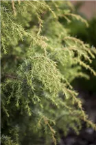 Juniperus communis 'Schneverdinger Gold Machangel' - Gemeiner Wacholder 'Schneverdinger Gold Machangel'