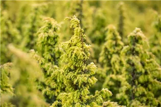 Juniperus communis 'Schneverdinger Gold Machangel' - Gemeiner Wacholder 'Schneverdinger Gold Machangel'