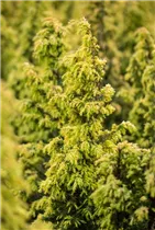 Juniperus communis 'Schneverdinger Gold Machangel' - Gemeiner Wacholder 'Schneverdinger Gold Machangel'