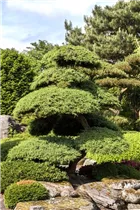 Juniperus chinensis - Chinesischer Wacholder Juniperus chinensis - Chinesischer Wacholder