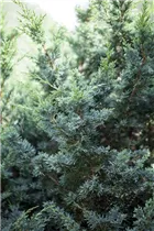 Juniperus chinensis - Chinesischer Wacholder Juniperus chinensis - Chinesischer Wacholder