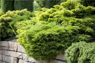 Juniperus chinensis - Chinesischer Wacholder Juniperus chinensis - Chinesischer Wacholder