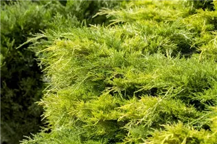 Juniperus chinensis - Chinesischer Wacholder Juniperus chinensis - Chinesischer Wacholder