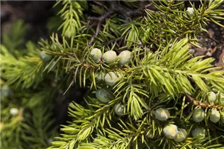 Juniperus conferta 'Allgold' - Strand-Wacholder 'Allgold'