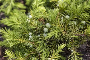Juniperus conferta 'Allgold' - Strand-Wacholder 'Allgold'