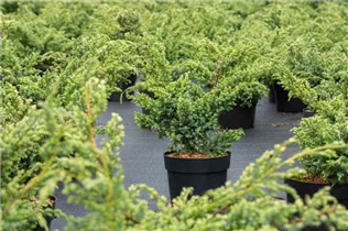 Juniperus chinensis 'Blue Alps' - Chinesischer Wacholder 'Blue Alps'