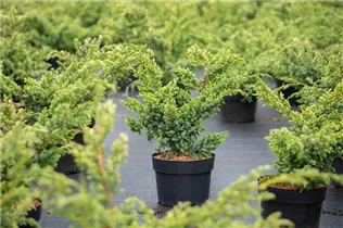 Juniperus chinensis 'Blue Alps' - Chinesischer Wacholder 'Blue Alps'