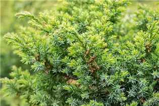Juniperus chinensis 'Blue Alps' - Chinesischer Wacholder 'Blue Alps'