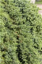 Juniperus conferta 'Blue Pacific' - Blauer Sachalin-Kriechwacholder 'Blue Pacific' Juniperus conferta 'Blue Pacific' - Blauer Sachalin-Kriechwacholder 'Blue Pacific'