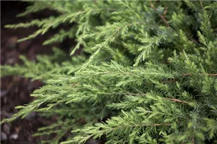 Juniperus conferta 'Schlager' - Sachalin-Kriechwacholder 'Schlager'