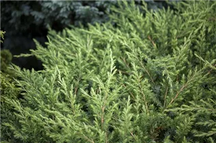 Juniperus conferta 'Schlager' - Sachalin-Kriechwacholder 'Schlager'