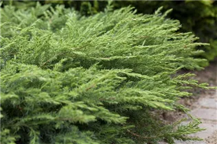 Juniperus conferta 'Schlager' - Sachalin-Kriechwacholder 'Schlager'
