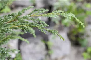 Juniperus conferta 'Schlager' - Sachalin-Kriechwacholder 'Schlager'