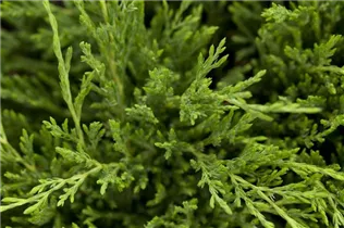 Juniperus horizontalis 'Andorra Compact' - Teppichwacholder 'Andorra Compact'