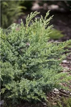 Juniperus horizontalis 'Andorra Compact' - Teppichwacholder 'Andorra Compact'