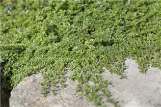 Juniperus horizontalis - Teppichwacholder
