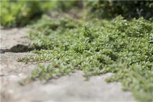Juniperus horizontalis - Teppichwacholder