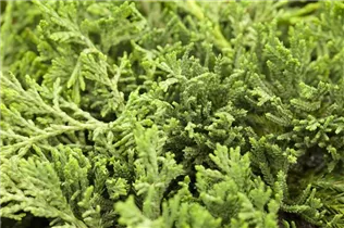 Juniperus horizontalis - Teppichwacholder