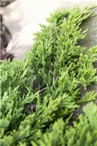 Juniperus horizontalis 'Golden Carpet' - Goldener Teppichwacholder 'Golden Carpet'