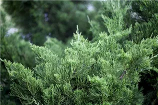 Juniperus chinensis 'Kaizuka' - Chinesischer Wacholder