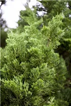 Juniperus chinensis 'Kaizuka' - Chinesischer Wacholder