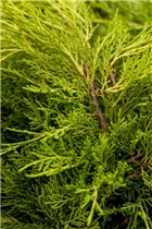 Juniperus chinensis 'Old Gold' - Chinesischer Wacholder 'Old Gold'