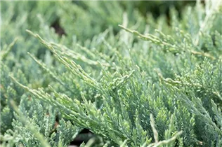 Juniperus horizontalis 'Blue Chip' - Teppichwacholder 'Blue Chip'
