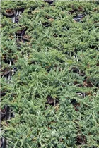 Juniperus horizontalis 'Blue Chip' - Teppichwacholder 'Blue Chip'