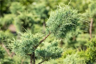 Juniperus chinensis 'Pfitzeriana Glauca' - Blauer Pfitzer-Wacholder 