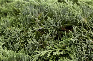 Juniperus horizontalis 'Icee Blue'® - Teppichwacholder 'Icee Blue'®
