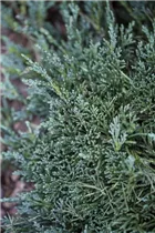 Juniperus horizontalis 'Icee Blue'® - Teppichwacholder 'Icee Blue'®