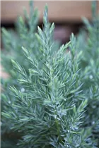 Juniperus chinensis 'Stricta' - Blauer Kegel-Mooswacholder 'Stricta' Juniperus chinensis 'Stricta' - Blauer Kegel-Mooswacholder 'Stricta'