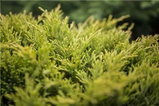 Juniperus horizontalis 'Limeglow' - Teppichwacholder 'Limeglow'