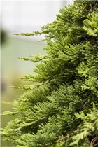 Juniperus horizontalis 'Mother Lode' - Teppichwacholder 'Mother Lode'