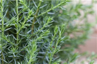 Juniperus communis 'Arnold' - Wildwacholder 'Arnold'