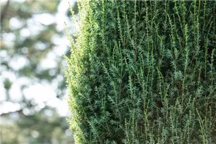Juniperus communis 'Arnold' - Wildwacholder 'Arnold'