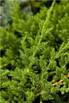 Juniperus horizontalis 'Prince of Wales' - Teppichwacholder 'Prince of Wales'
