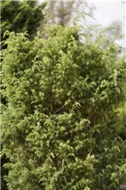 Juniperus communis 'Bruns' - Gemeiner Wacholder 'Bruns'