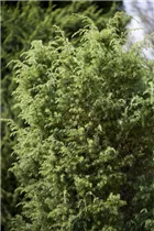 Juniperus communis 'Bruns' - Gemeiner Wacholder 'Bruns'