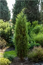 Juniperus communis 'Bruns' - Gemeiner Wacholder 'Bruns'