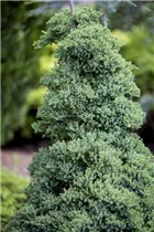 Juniperus procumbens 'Nana' - Niederer Zwergwacholder 'Nana'