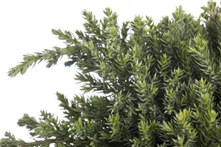 Juniperus procumbens 'Nana' - Niederer Zwergwacholder 'Nana'