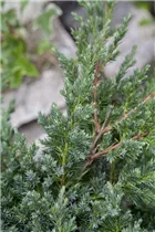 Juniperus procumbens 'Nana' - Niederer Zwergwacholder 'Nana'