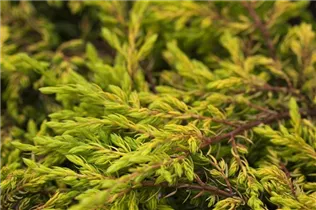 Juniperus communis 'Goldschatz' - Gemeiner Wacholder 'Goldschatz' Juniperus communis 'Goldschatz' - Gemeiner Wacholder 'Goldschatz'